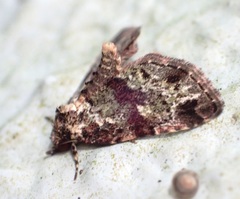 Lithacodia crotopha