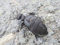 Meloe mediterraneus