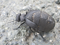Meloe mediterraneus