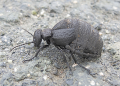 Meloe mediterraneus
