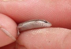 Ablepharus rueppellii