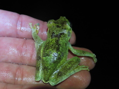 Boana xerophylla