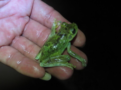 Boana xerophylla