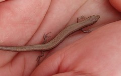 Ablepharus rueppellii
