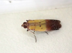 Piesmopoda semilutea