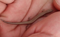 Ablepharus rueppellii