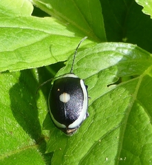 Aspicela unipunctata