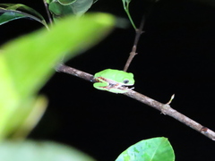 Pithecopus hypochondrialis