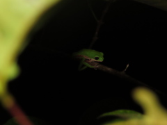 Pithecopus hypochondrialis