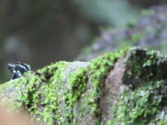 Dendrobates tinctorius