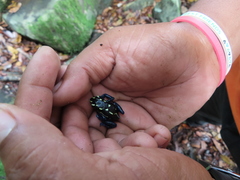 Dendrobates tinctorius