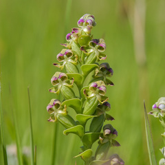 Disperis cardiophora