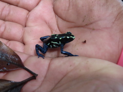 Dendrobates tinctorius