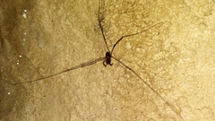 Forsteropsalis