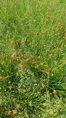 Rhynchospora barrosiana