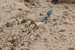 Pseudotrapelus sinaitus