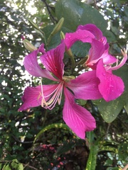 Bauhinia × blakeana