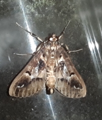 Diaphania costaricalis