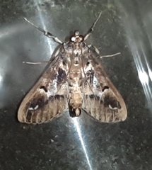 Diaphania costaricalis