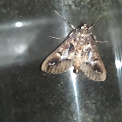 Diaphania costaricalis