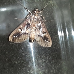 Diaphania costaricalis