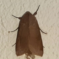 Marilopteryx