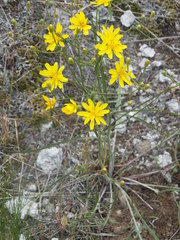 Crepis atribarba originalis