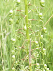 Habenaria schimperiana