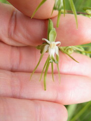 Habenaria schimperiana