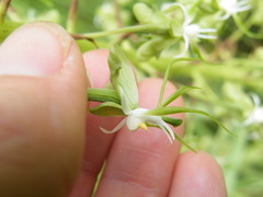 Habenaria schimperiana
