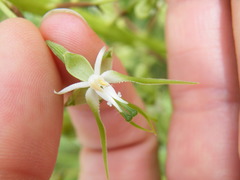 Habenaria schimperiana