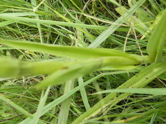 Habenaria schimperiana