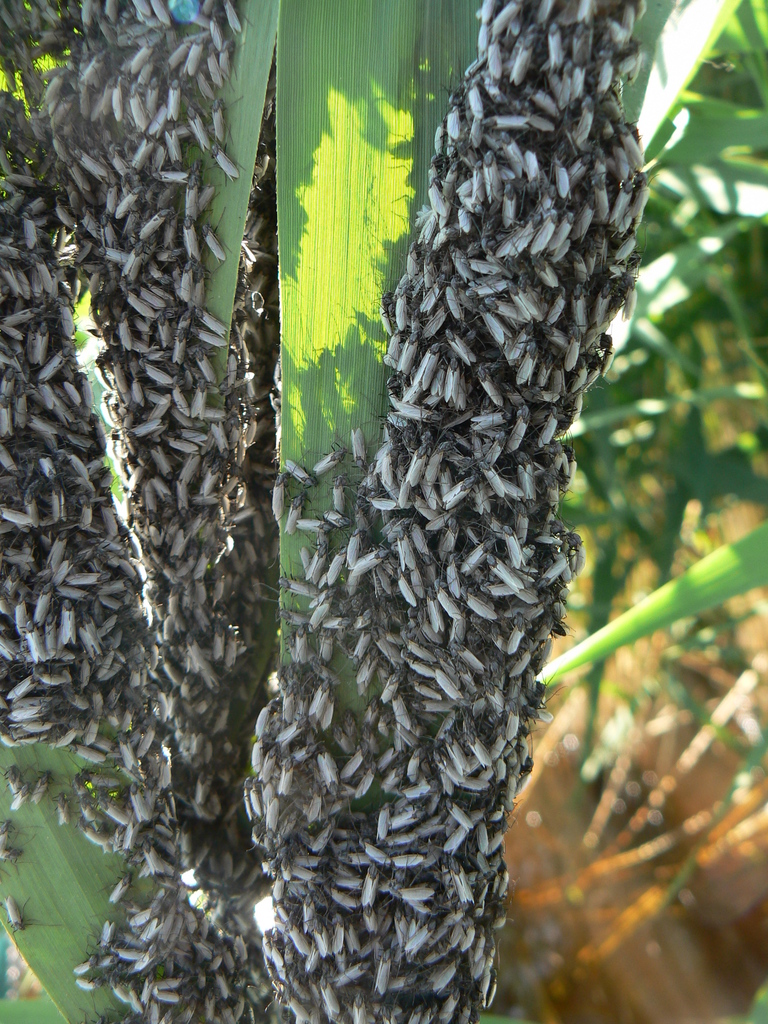 Fleuria lacustris