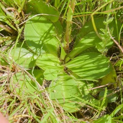 Alepidea natalensis