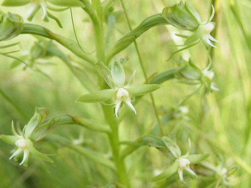 Image of Habenaria humilior by (c) Antoinette Eyssell Knox, some rights reserved (CC BY-SA)