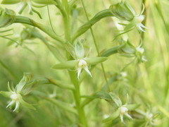 Habenaria humilior