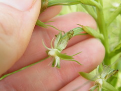Habenaria humilior