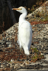 Bubulcus ibis