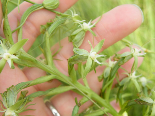 Image of Habenaria humilior by (c) Antoinette Eyssell Knox, some rights reserved (CC BY-SA)