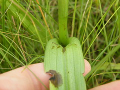Habenaria humilior
