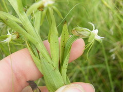 Habenaria humilior