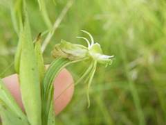 Habenaria humilior