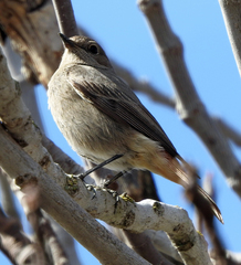 Phoenicurus ochruros