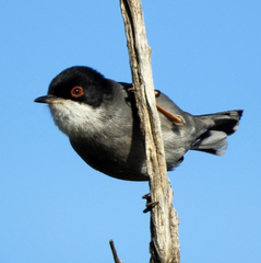 Curruca melanocephala