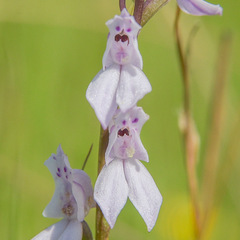 Brownleea recurvata