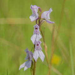 Brownleea recurvata