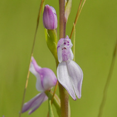 Brownleea recurvata