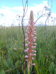 Satyrium macrophyllum