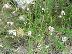 Asperula aristata scabra