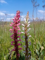 Satyrium macrophyllum